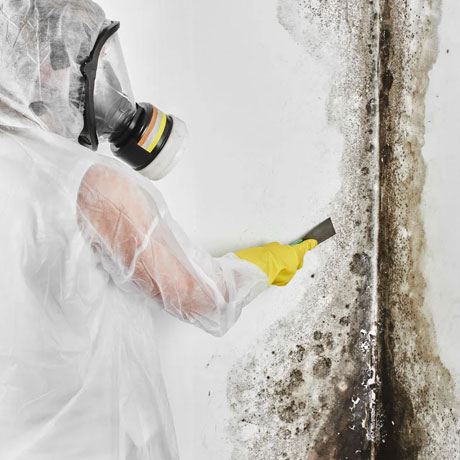 Residential & Commercial Mold Removal Solutions