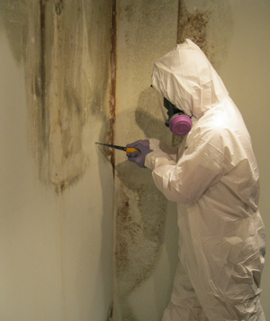 Residential & Commercial Mold Removal Solutions